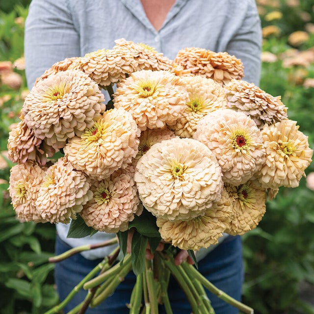 New for 2026 Flowers | Lucayda Farm | Shop Now