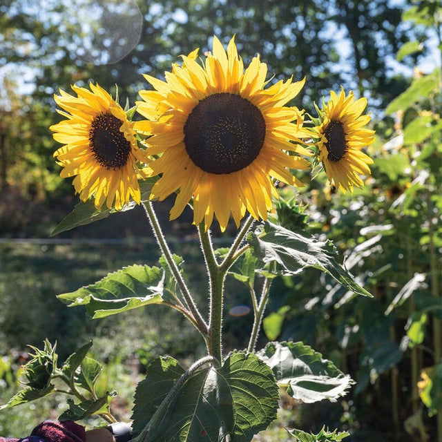 New for 2026 Flowers | Lucayda Farm | Shop Now
